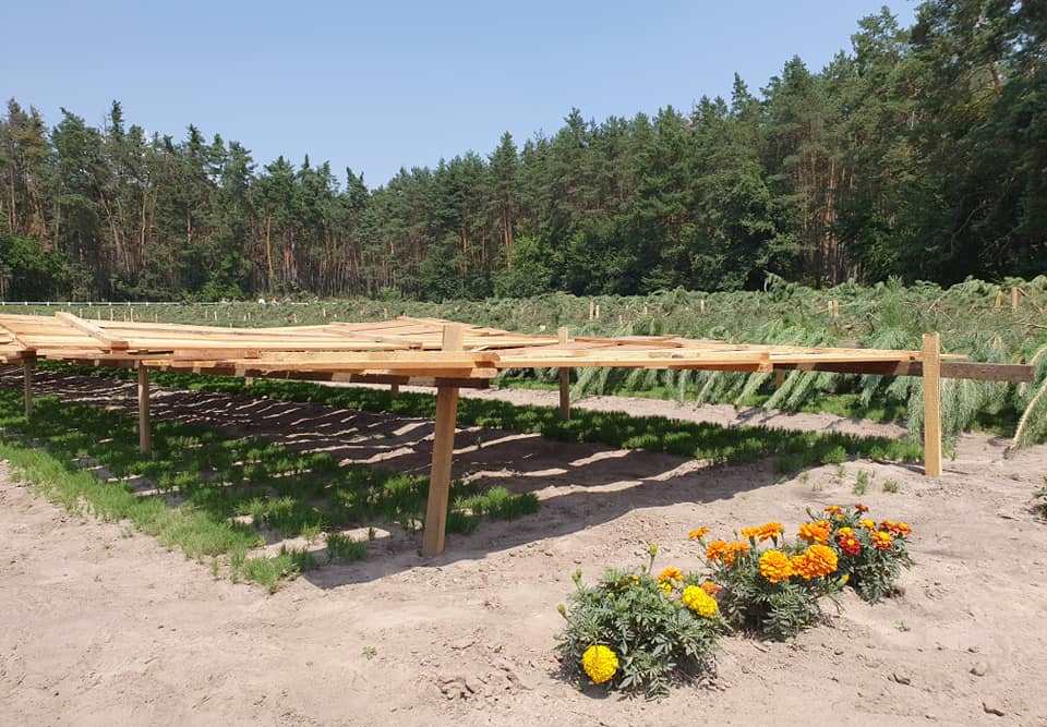 лісівники