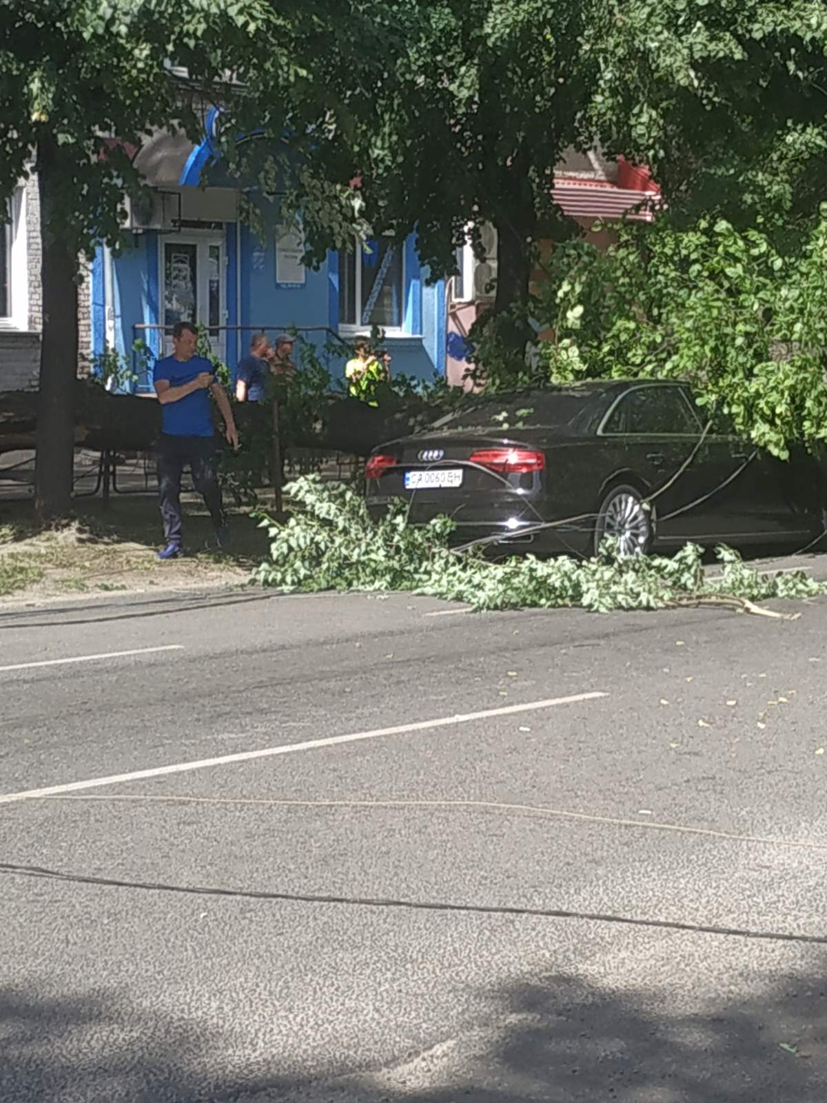 впало дерево