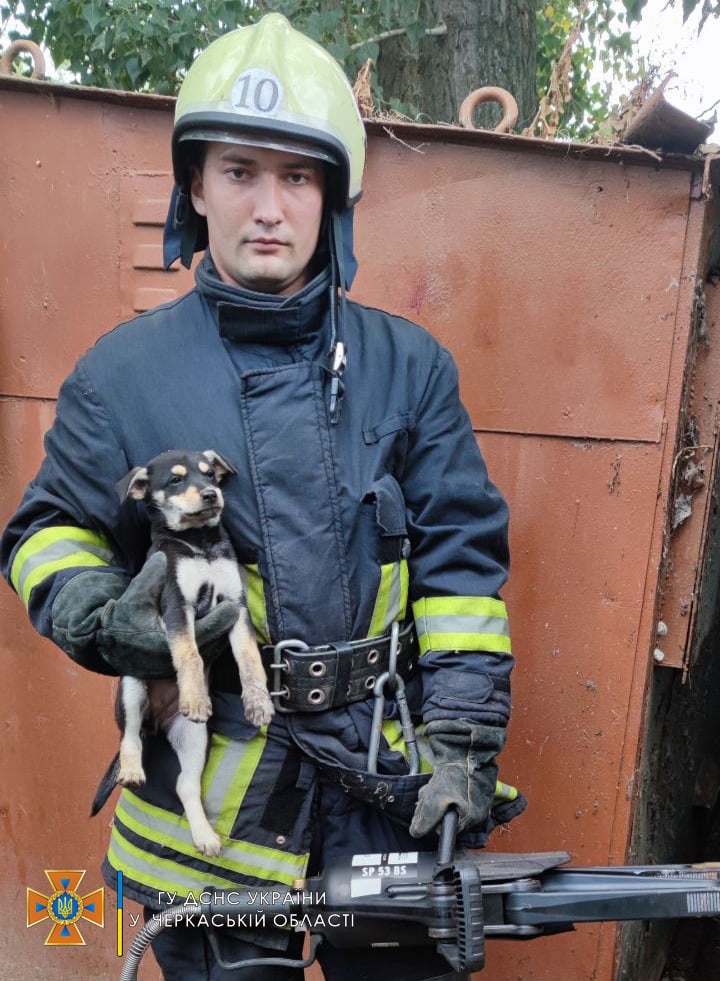 ДСНС собака