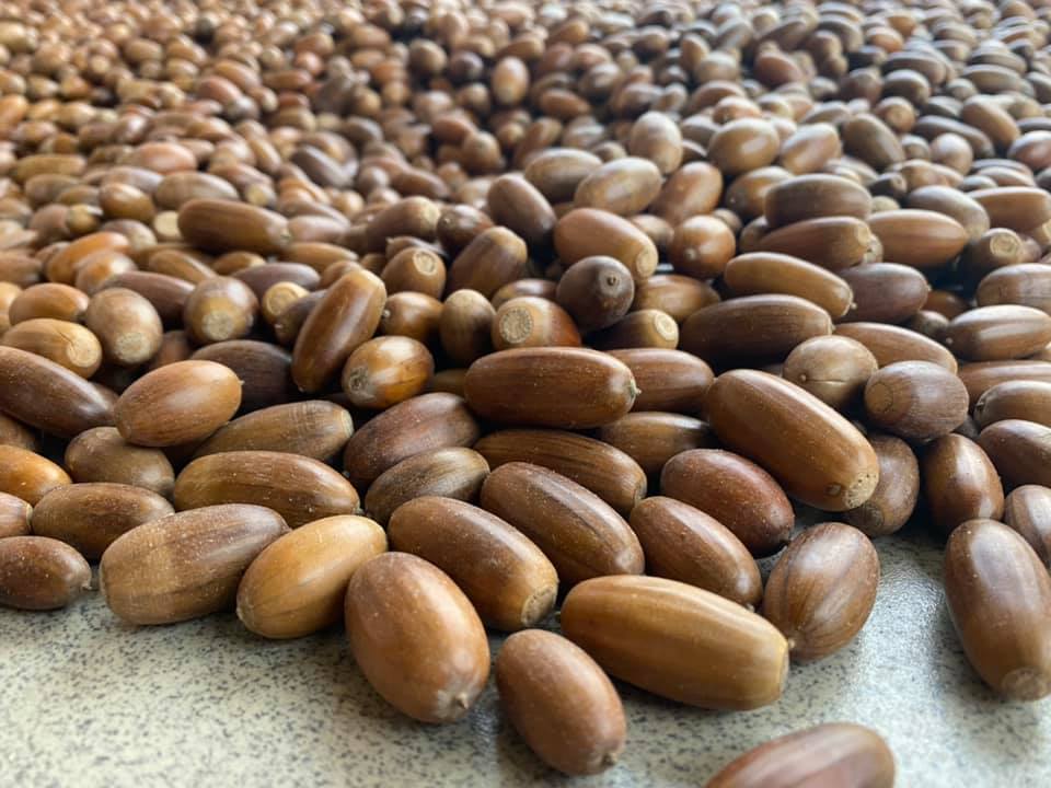 Черкаські лісівники