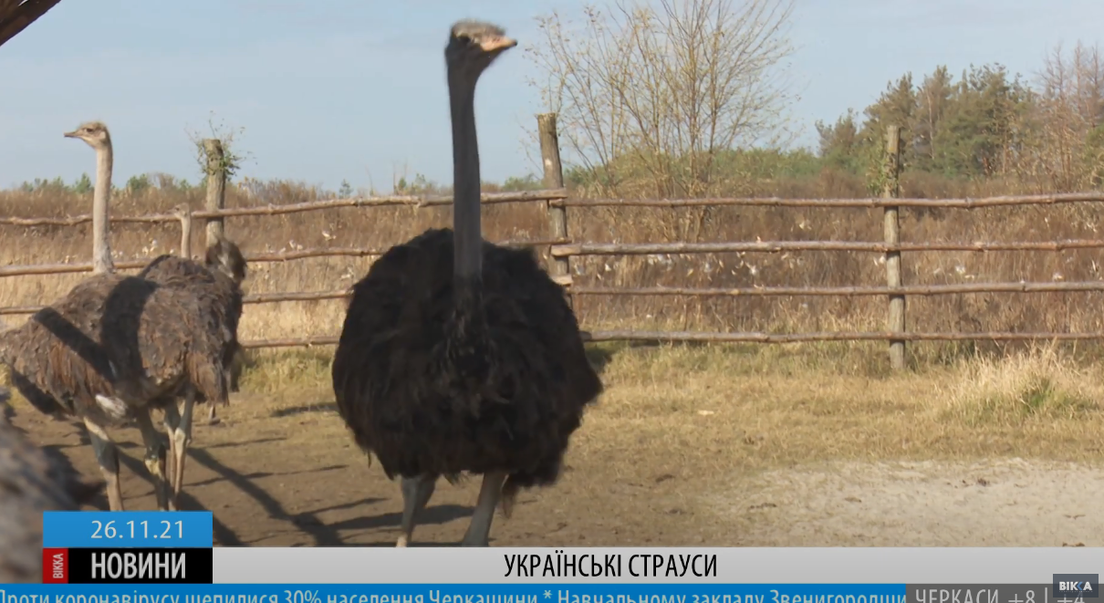 страус