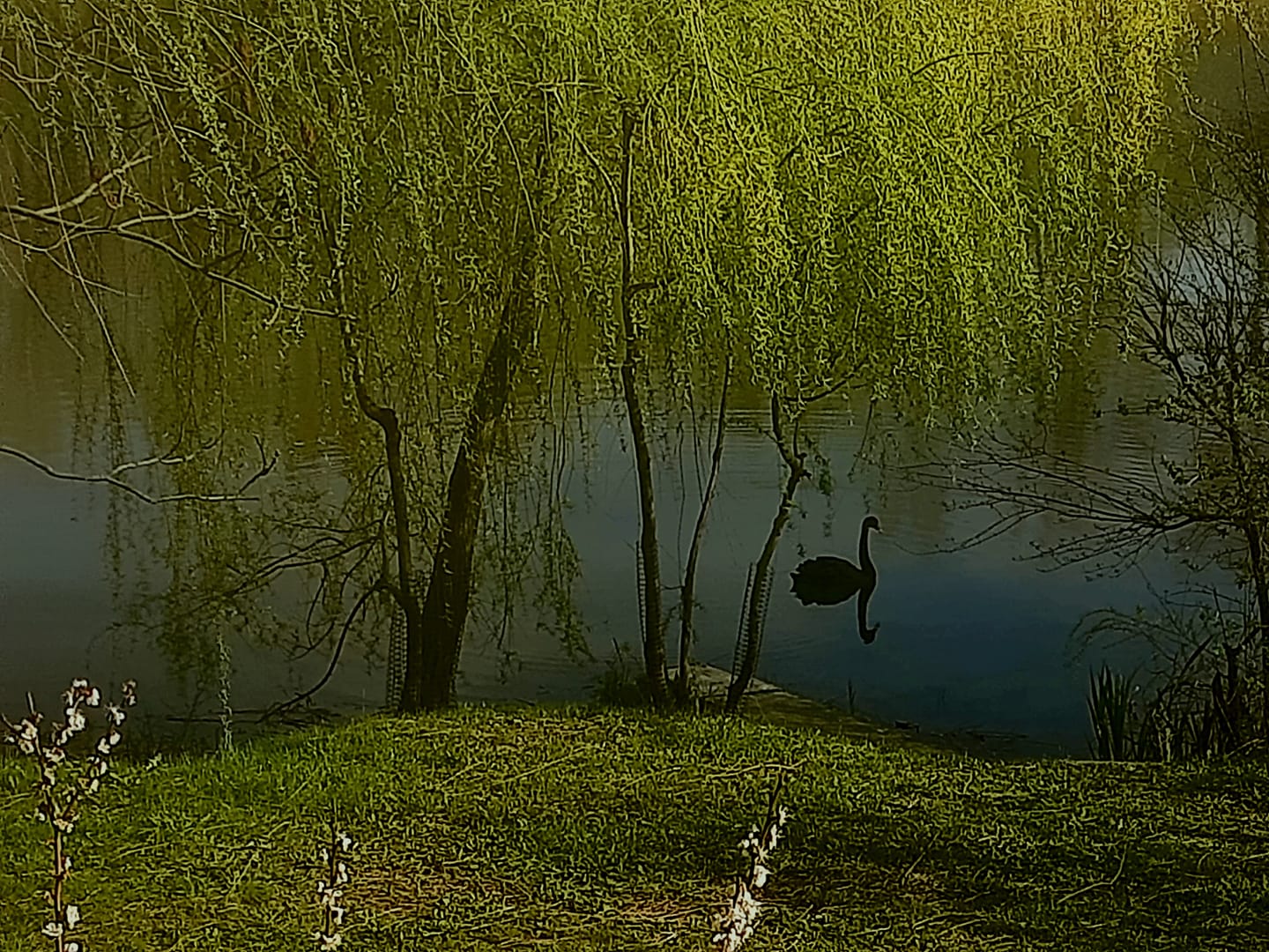 чорний лебідь