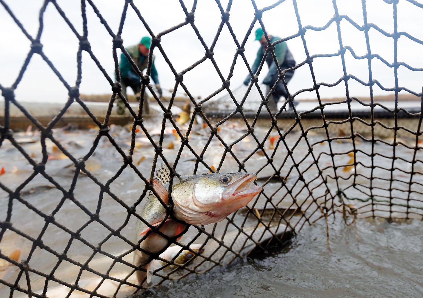 A pike is caught in a fishing net during fish harvesting at one of Europe's biggest freshwater fishing firms in the Great Hungarian plain in Hortobagy
