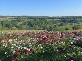 холодний яр півонії