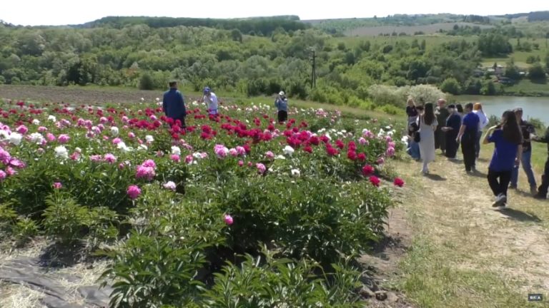 “Родинна колиска захисника”: у Холодному яру провели фестиваль (ВІДЕО)