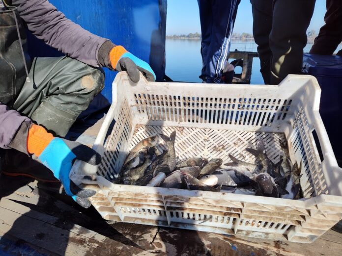 риба зариблення