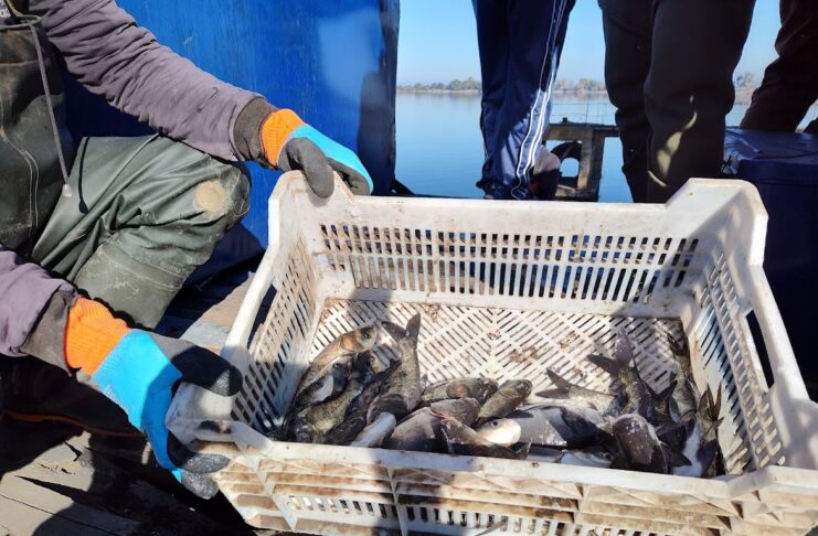 риба зариблення