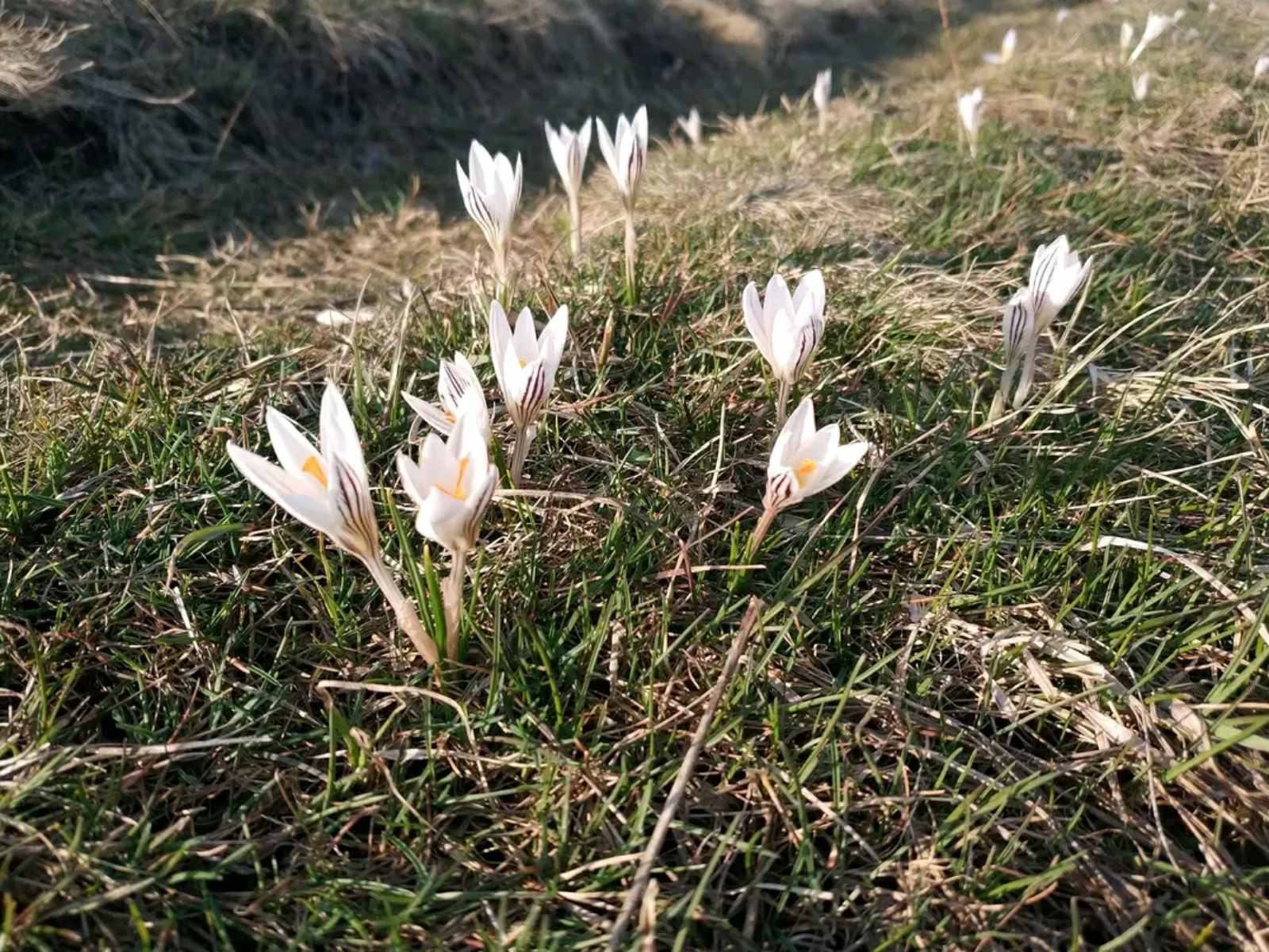 шафран сітчастий шафран сітчастий