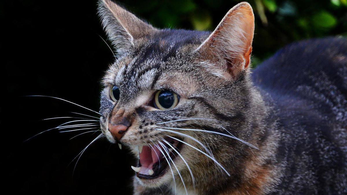 сказ кіт сказ кіт