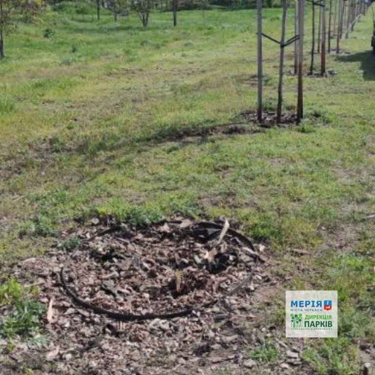 У черкаському парку знищили дерево на Алеї Героїв