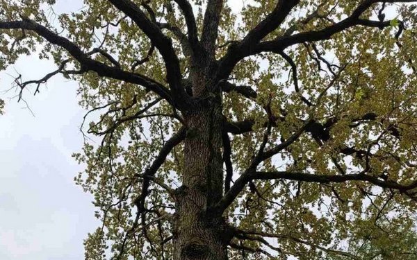 Зелені гіганти Черкащини: дуби, які пам’ятають усе