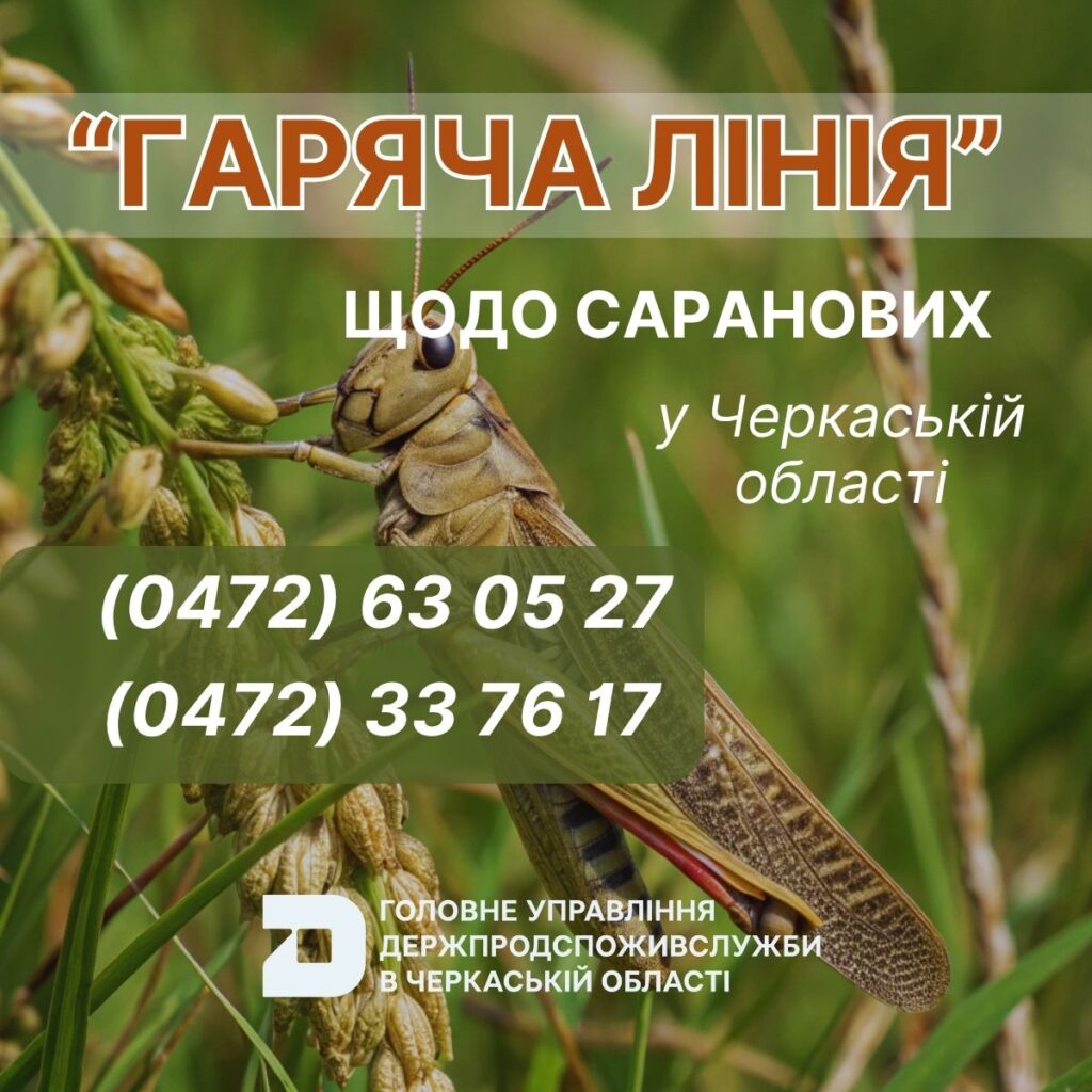 На Черкащині відкрили гарячу лінію для повідомлень про сарану
