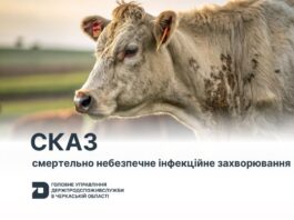 сказ
