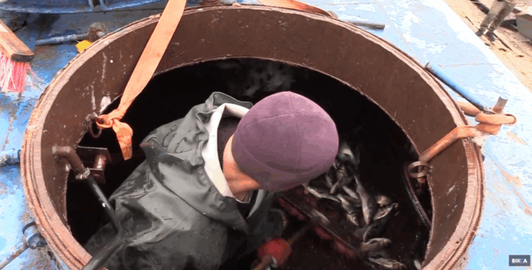 Чому товстолоб і за які гроші: на Черкащині провели масштабне зариблення (ВІДЕО)