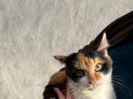 Не стало власниці: на Черкащині шукають нових господарів для трьох котів і собаки