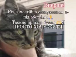 На Черкащині шукає дім кіт, який сам евакуювався з Донеччини