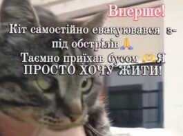 На Черкащині шукає дім кіт, який сам евакуювався з Донеччини