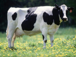 Два господарства з Черкащини потрапили в рейтинги найпродуктивніших молочних ферм України: кому вони належать