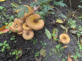 Гриби на Черкащині: як не потрапити на лікарняне ліжко