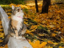 погода осінь