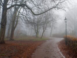 погода туман осінь