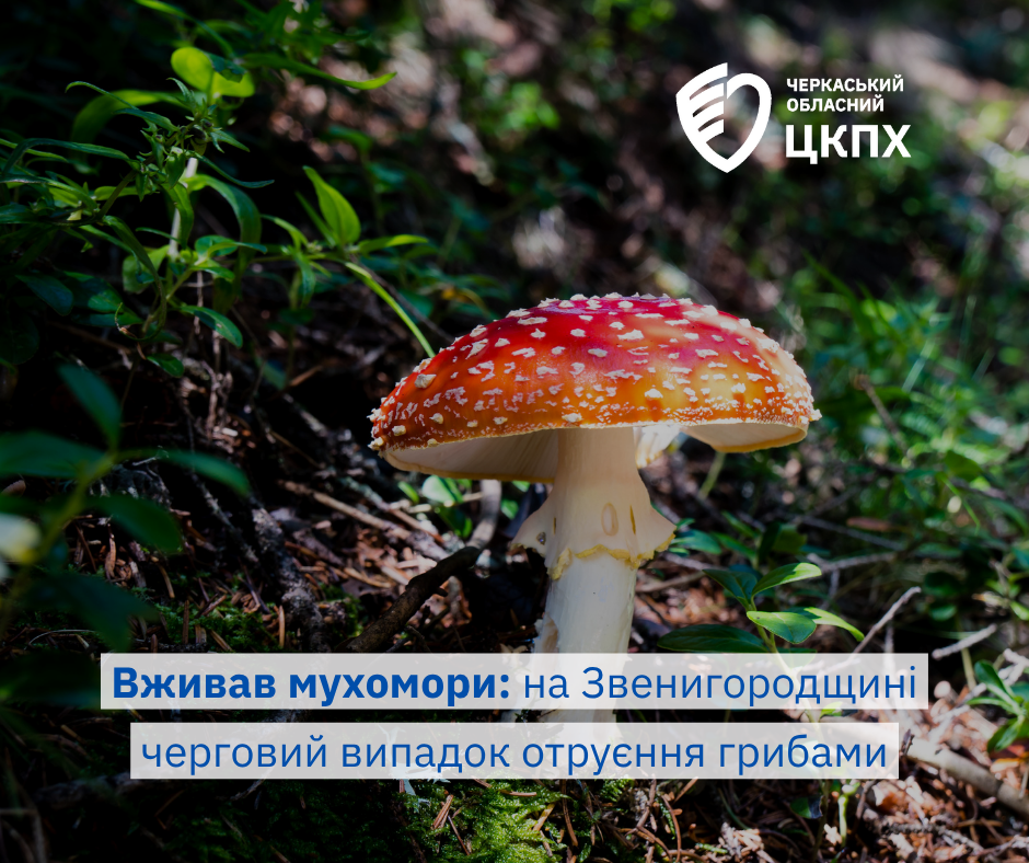 мухомори мухомори