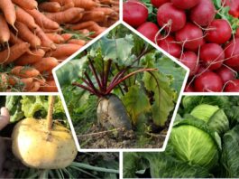 Не лише цибулю й часник: 5 культур, які можна посіяти під зиму – ще встигаєте “заселити” город цими овочами