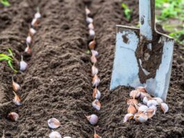 Коли найкраще садити часник і цибулю: сприятливі дні в листопаді