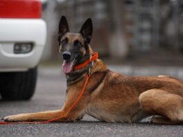 Черкаські чотирилапі рятувальники Зої та Блерт відточують свої навички