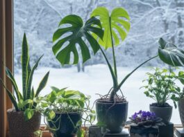 Прості поради черкащанам, що врятують ваші кімнатні рослини