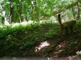 На Черкащині фотопастка спіймала рідкісного хижака (ФОТО)