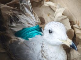 У Черкасах біля зоопарку підкинули дикого птаха