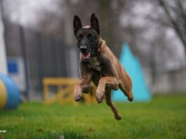 На Черкащині з’явився новий рятувальник: службовий пес Блерт став частиною команди ДСНС