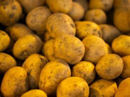 Ці сорти картоплі лежать 10+ місяців: ТОП-3 види бульби, які стабільні у всьому