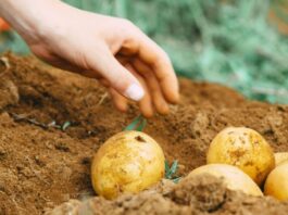 П’ять сортів картоплі, що “провалили” сезон-2025 у центральних областях: результати дегустації