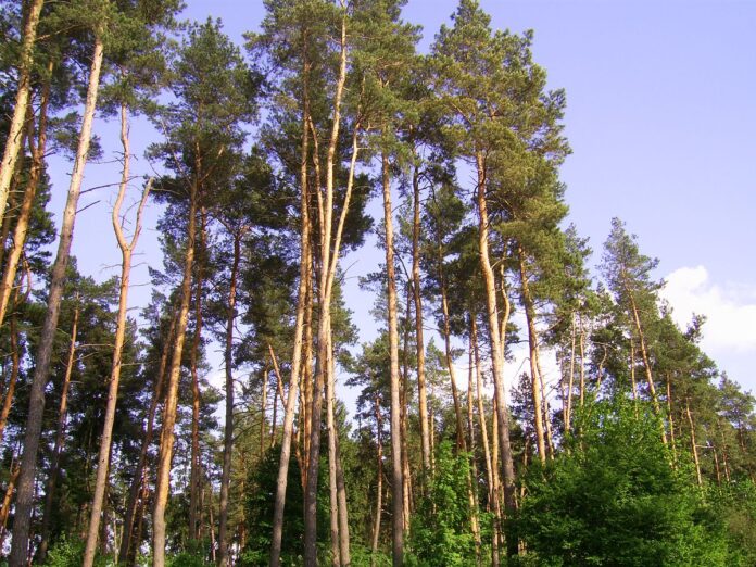 Сосновий_бір_в_Калинівці_07