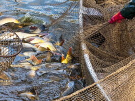 На Черкащині планують виставити на аукціон 59 лотів на промисловий вилов риби: які умови