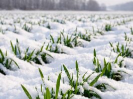 Який стан озимини цьогоріч на Черкащині: прогноз синоптиків