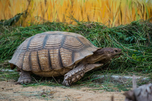 Твариною березня в Черкаському зоопарку стала черепаха